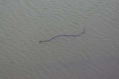 Thamnophis eques obscurus