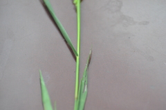 Dichanthelium spretum