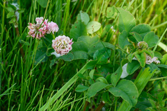 Trifolium hybridum