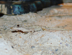 Mediodactylus danilewskii