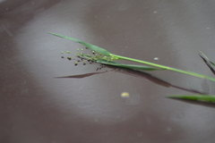 Dichanthelium spretum