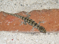 Mediodactylus danilewskii