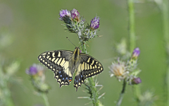 Papilio hospiton