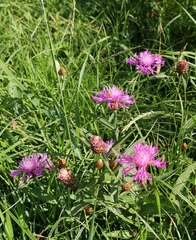 Centaurea jacea