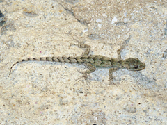 Mediodactylus danilewskii