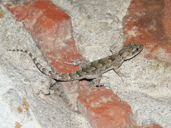 Mediodactylus danilewskii
