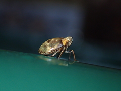 Gergithoides