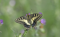 Papilio hospiton