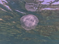 Rhizostoma pulmo