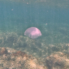 Rhizostoma pulmo