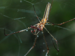 Tetragnatha keyserlingi