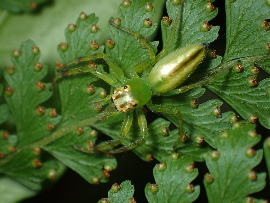 Epeus bicuspidatus