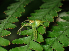 Epeus bicuspidatus