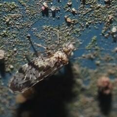 Trichadenotecnum quaesitum