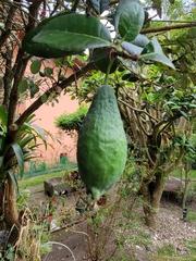 Feijoa