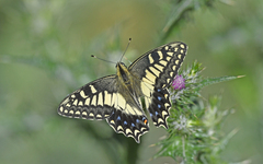 Papilio hospiton