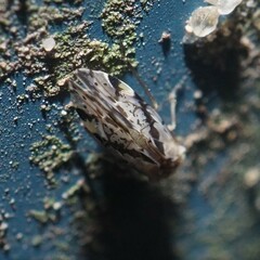 Trichadenotecnum quaesitum