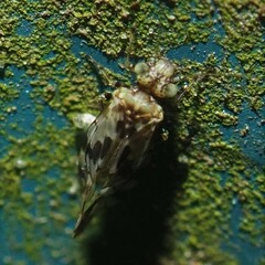 Trichadenotecnum quaesitum