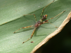 Epidaus