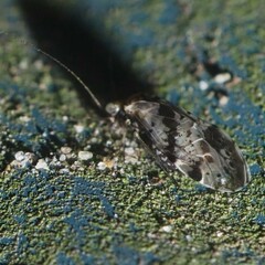 Trichadenotecnum quaesitum