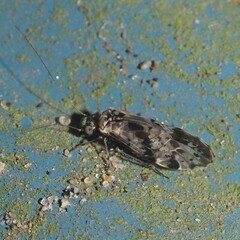 Trichadenotecnum quaesitum