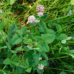 Trifolium hybridum