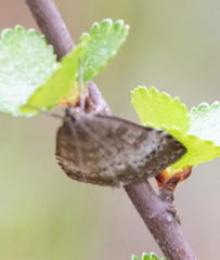Udea inquinatalis