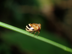Epyhemisphaerius tappanus