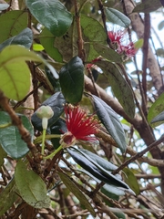 Feijoa