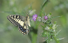 Papilio hospiton