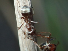 Formica francoeuri