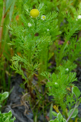 Matricaria discoidea