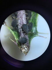 Aphis fabae cirsiiacanthoidis