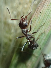 Formica francoeuri
