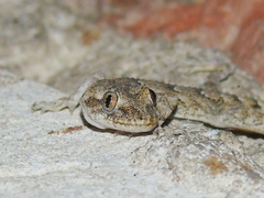 Mediodactylus danilewskii