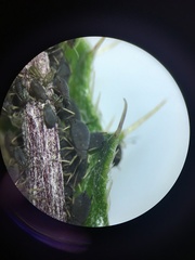 Aphis fabae cirsiiacanthoidis