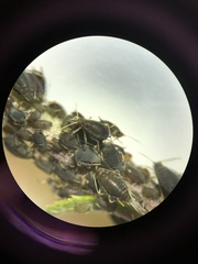 Aphis fabae cirsiiacanthoidis