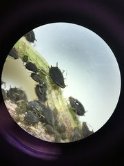 Aphis fabae cirsiiacanthoidis
