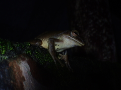 Polypedates megacephalus