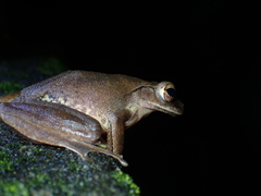 Polypedates megacephalus