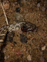 Arizona elegans elegans