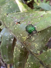 Oxysternon conspicillatum