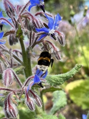 Bombus terrestris