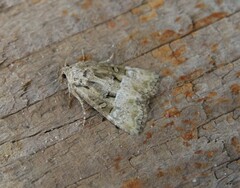 Mesoligia literosa
