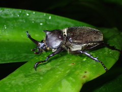 Trypoxylus dichotomus tsunobosonis