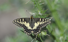 Papilio hospiton