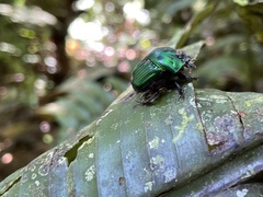 Oxysternon conspicillatum