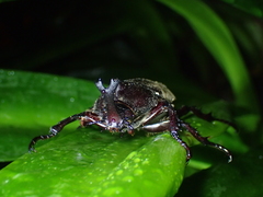 Trypoxylus dichotomus tsunobosonis