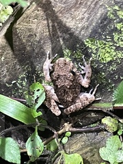 Oreobates quixensis