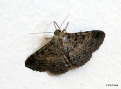 Polydesma boarmoides